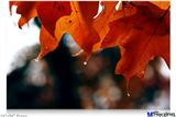 Poster 36"x24" - Fall Oranges