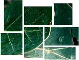 Leaves - 7 Piece Fabric Peel and Stick Wall Skin Art (50x38 inches)